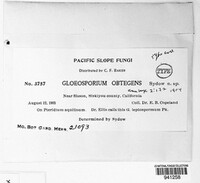 Gloeosporium obtegens image